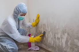 Best Biohazard Mold Removal in USA